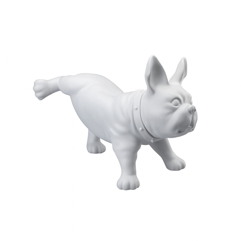 Hundagína - Franskur bulldog, Luis. Hvít.